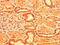 IHC image of CSB-PA768206LA01HU diluted at 1:300 and staining in paraffin-embedded human kidney tissue performed on a Leica BondTM system. After dewaxing and hydration, antigen retrieval was mediated by high pressure in a citrate buffer (pH 6.0). Section was blocked with 10% normal goat serum 30min at RT. Then primary antibody (1% BSA) was incubated at 4&deg;C overnight. The primary is detected by a biotinylated secondary antibody and visualized using an HRP conjugated SP system.