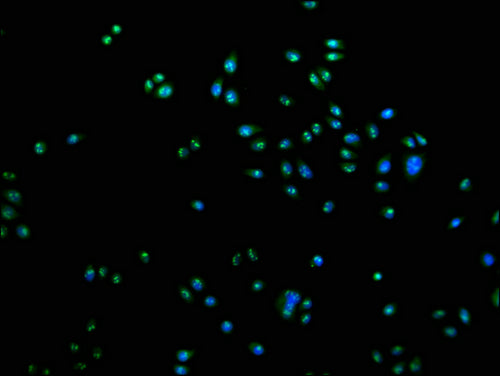 Immunofluorescence staining of Hela cells with CSB-PA769808LA11HU at 1:100, counter-stained with DAPI. The cells were fixed in 4% formaldehyde and blocked in 10% normal Goat Serum. The cells were then incubated with the antibody overnight at 4°C. The secondary antibody was Alexa Fluor 488-congugated AffiniPure Goat Anti-Rabbit IgG(H+L).