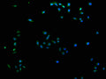 Immunofluorescence staining of Hela cells with CSB-PA769808LA21HU at 1:100, counter-stained with DAPI. The cells were fixed in 4% formaldehyde and blocked in 10% normal Goat Serum. The cells were then incubated with the antibody overnight at 4°C. The secondary antibody was Alexa Fluor 488-congugated AffiniPure Goat Anti-Rabbit IgG(H+L).