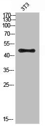Western Blot analysis of 3T3 cells using Antibody diluted at 500. Secondary antibody  was diluted at 1:20000