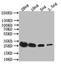 Western Blot
Positive WB detected in: recombinant protein
All lanes: IL4R Antibody at 1:1000
Secondary
Goat polyclonal to rabbit IgG at 1/50000 dilution
Predicted band size: 28 kDa
Observed band size: 28 kDa