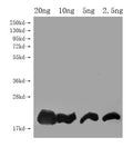 Western Blot
Positive WB detected in Recombinant protein
All lanes: DEFB128 antibody at 1:2000
Secondary
Goat polyclonal to rabbit IgG at 1/50000 dilution
Predicted band size: 16 kDa
Observed band size: 19 kDa