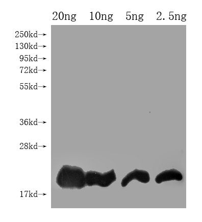 Western Blot
Positive WB detected in Recombinant protein
All lanes: DEFB128 antibody at 1:2000
Secondary
Goat polyclonal to rabbit IgG at 1/50000 dilution
Predicted band size: 16 kDa
Observed band size: 19 kDa