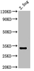 Western Blot
Positive WB detected in: recombinant protein
All lanes: otop1 Antibody at 1:1000
Secondary
Goat polyclonal to rabbit IgG at 1/50000 dilution
Predicted band size: 31 kDa
Observed band size: 31 kDa