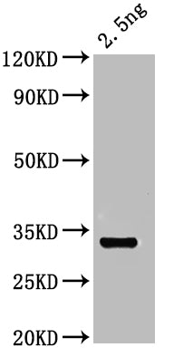 Western Blot
Positive WB detected in: recombinant protein
All lanes: otop1 Antibody at 1:1000
Secondary
Goat polyclonal to rabbit IgG at 1/50000 dilution
Predicted band size: 31 kDa
Observed band size: 31 kDa