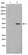 Western blot analysis on HepG2 cell lysate using RAGE Antibody