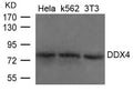 Western blot analysis of extracts from Hela, K562 and 3T3 cells using DDX4 Antibody.