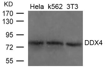 Western blot analysis of extracts from Hela, K562 and 3T3 cells using DDX4 Antibody.