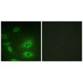 Immunofluorescence analysis of HeLa cells, using ATP1α1/Na+K+ ATPase1 (Ab-23) antibody.