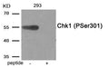 Western blot analysis of extracts from 293 tissue using Chk1 (Phospho-Ser301) antibody.The lane on the right is treated with the antigen-specific peptide.
