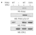 Western blot analysis of in vitro kinase assays carried out with puried active ERK2, wild-type (WT) PKM2 and PKM2 S37A mutant using PKM2(phospho-Ser37)Antibody.