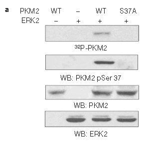 Western blot analysis of in vitro kinase assays carried out with puried active ERK2, wild-type (WT) PKM2 and PKM2 S37A mutant using PKM2(phospho-Ser37)Antibody.