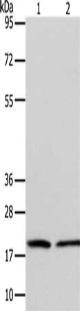 Gel: 12+15%SDS-PAGE, Lysate: 40 ug, Lane 1-2: Jurkat cells, RAW264.7 cells, Primary antibody: CSB-PA780064(ANAPC13 Antibody) at dilution 1/600, Secondary antibody: Goat anti rabbit IgG at 1/8000 dilution, Exposure time: 1 minute