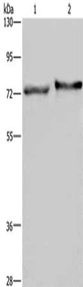 TRIM29 Antibody – Figure 1 of 1