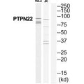 Western blot analysis of extracts from HeLa/Jurkat cells, using PTPN22 antibody.