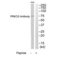 Western blot analysis of extracts from A549 cells, using PRKCG antibody.