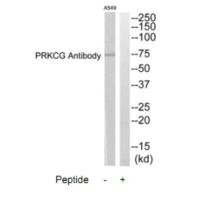 Western blot analysis of extracts from A549 cells, using PRKCG antibody.