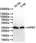 Western Blot
Positive WB detected in: recombinant protein
All lanes:HYR1 Antibody at 1:1000
Secondary
Goat polyclonal to rabbit IgG at 1/20000 dilution
Predicted band size: 33.8 kDa
Observed band size: 34 kDa
