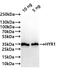 Western Blot
Positive WB detected in: recombinant protein
All lanes:HYR1 Antibody at 1:1000
Secondary
Goat polyclonal to rabbit IgG at 1/20000 dilution
Predicted band size: 33.8 kDa
Observed band size: 34 kDa