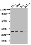 Western Blot
Positive WB detected in: recombinant protein
All lanes: GIF1 Antibody at 1:1000
Secondary
Goat polyclonal to rabbit IgG at 1/50000 dilution
Predicted band size: 27 kDa
Observed band size: 27 kDa