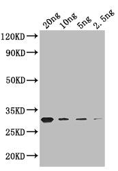 Western Blot
Positive WB detected in: recombinant protein
All lanes: GIF1 Antibody at 1:1000
Secondary
Goat polyclonal to rabbit IgG at 1/50000 dilution
Predicted band size: 27 kDa
Observed band size: 27 kDa