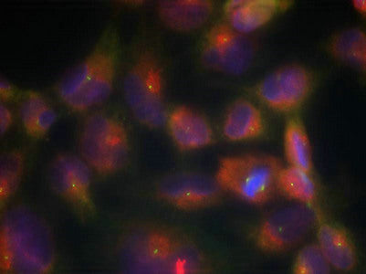 Immunofluorescence staining of methanol-fixed Hela cells using Tau(Ab-356) Antibody.