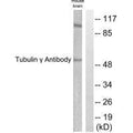 Western blot analysis of extracts from mouse brain cells, using Tubulin γ antibody.