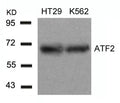 Western blot analysis of extracts from HT29 and K562 cells using ATF2(Ab-71 or 53) Antibody.