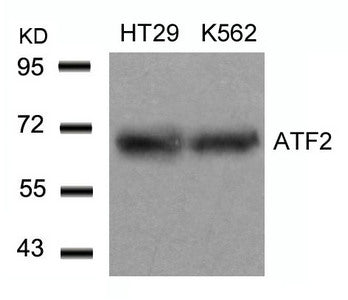 Western blot analysis of extracts from HT29 and K562 cells using ATF2(Ab-71 or 53) Antibody.