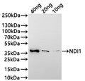 Western Blot
Positive WB detected in: recombinant protein
All lanes:NDI1 Antibody at 1:1000
Secondary
Goat polyclonal to rabbit IgG at 1/20000 dilution
Predicted band size: 33.5 kDa
Observed band size: 34 kDa