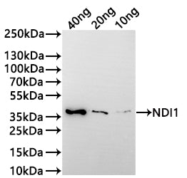 Western Blot
Positive WB detected in: recombinant protein
All lanes:NDI1 Antibody at 1:1000
Secondary
Goat polyclonal to rabbit IgG at 1/20000 dilution
Predicted band size: 33.5 kDa
Observed band size: 34 kDa