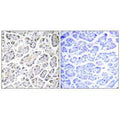 Immunohistochemistry analysis of paraffin-embedded human pancreas tissue using ATP5G3 antibody.