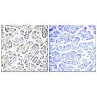 Immunohistochemistry analysis of paraffin-embedded human pancreas tissue using ATP5G3 antibody.