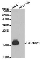 Western blot analysis of extracts of HeLa cell line and H3 protein expressed in E.coli., using H3K36me1antibody.