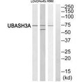 Western blot analysis of extracts from LOVO cells, HuvEc cells and K562 cells, using UBASH3A antibody.