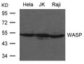 Western blot analysis of extract from Hela, JK and Raji cells using WASP Antibody