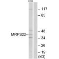 Western blot analysis of extracts from COS cells, using MRPS22 antibody.