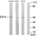 Western blot analysis of extracts from HepG2 cells, K562 cells and COLO205 cells, using E2F2 antibody.