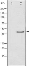 Western blot analysis of extracts from HepG2 cells, using TGF beta Antibody. The lane on the left is treated with the synthesized peptide.