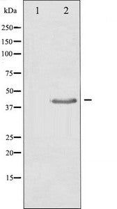 Western blot analysis of extracts from HepG2 cells, using TGF beta Antibody. The lane on the left is treated with the synthesized peptide.