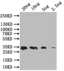 Western Blot
Positive WB detected in: recombinant protein
All lanes: SIGF Antibody at 1:1000
Secondary
Goat polyclonal to rabbit IgG at 1/50000 dilution
Predicted band size: 34 kDa
Observed band size: 34 kDa