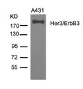 Western blot analysis of extracts from A431 cells using Her3/ErbB3(Ab-1328) Antibody.