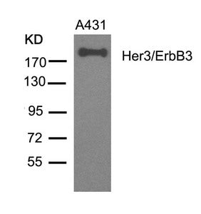 Western blot analysis of extracts from A431 cells using Her3/ErbB3(Ab-1328) Antibody.