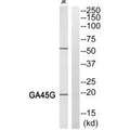 Western blot analysis of extracts from HeLa cells, using LEG7 antibody.