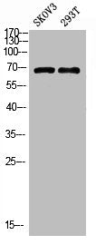 Western blot analysis of MOUSE-BRAIN lysate, antibody was diluted at 1000. Secondary antibody  was diluted at 1:20000