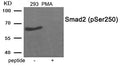 Western blot analysis of extracts from 293 cells treated with PMA using Phospho-Smad2 (Ser250) antibody.The lane on the right is treated with the antigen-specific peptide.