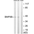 Western blot analysis of extracts from 293 cells and A549 cells, using BMP8B antibody.