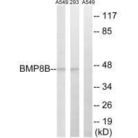 Western blot analysis of extracts from 293 cells and A549 cells, using BMP8B antibody.