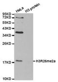 Western blot analysis of extracts of HeLa cell line and H3 protein expressed in E.coli., using H3R26me2a antibody.
