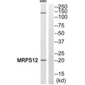Western blot analysis of extracts from K562 cells, using MRPS12 antibody.